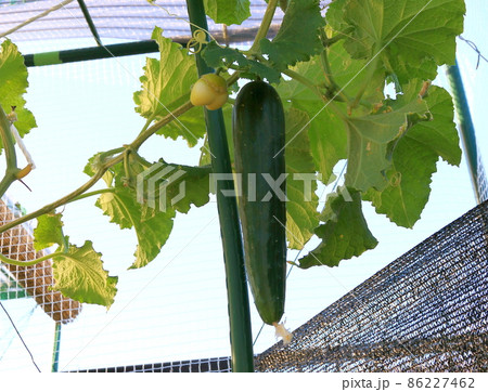 キュウリ キュウリ 86227462