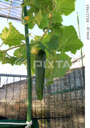 キュウリ 86227465
