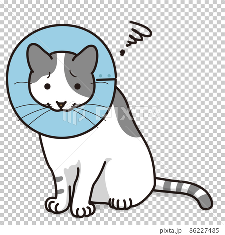 エリザベスカラーをつけた猫（毛色白グレー） 86227485