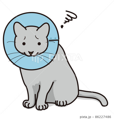 エリザベスカラーをつけた猫（毛色グレー） 86227486