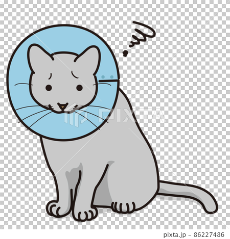 エリザベスカラーをつけた猫（毛色グレー） 86227486