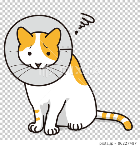 Cat with Elizabethan collar (white orange coat color) 86227487