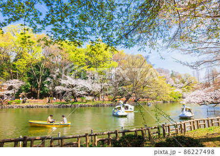 吉祥寺 桜満開の井の頭公園 吉祥寺 桜満開の井の頭公園 86227498