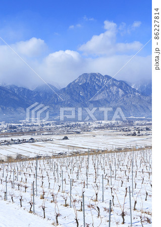 冬の安曇野　雪のワイン用ブドウ畑と北アルプス 86227814