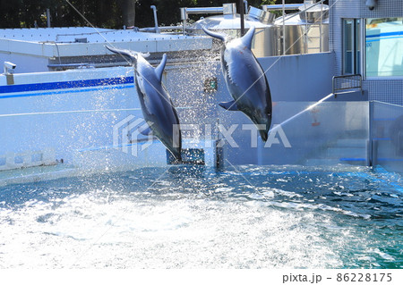 しながわ水族館 水しぶきをあげてジャンプする2頭のイルカ しながわ水族館 水しぶきをあげてジャンプする2頭のイルカ 86228175
