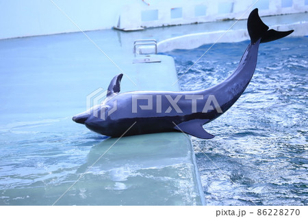 しながわ水族館　プールサイドに上がるイルカ　 86228270