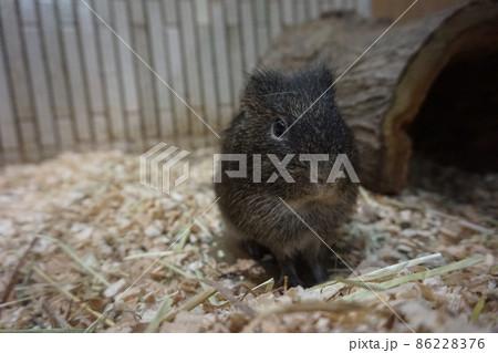 カヤネズミ_上野動物園_2 カヤネズミ_上野動物園_2 86228376