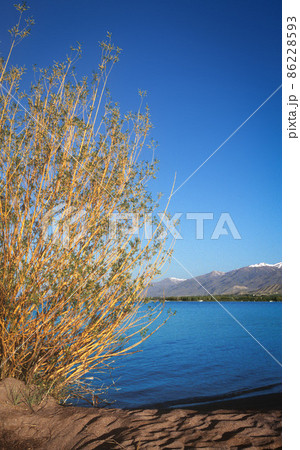 Landscape with willow and mountain lake on background 86228593