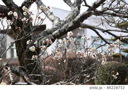 梅 白難波 梅 白難波 86228732