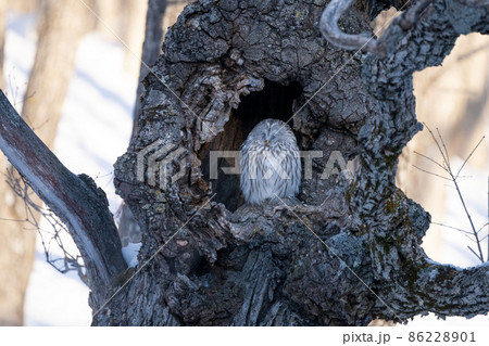 森の賢者フクロウ 86228901