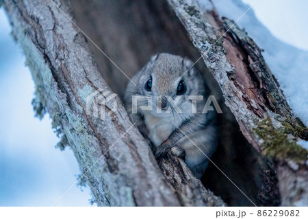 樹洞で一休みするエゾモモンガ 樹洞で一休みするエゾモモンガ 86229082