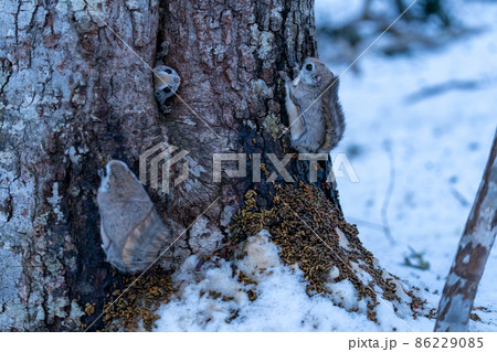 巣穴から顔を出すエゾモモンガ 巣穴から顔を出すエゾモモンガ 86229085
