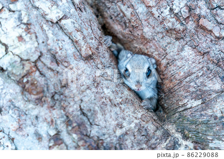 巣穴から顔を出すエゾモモンガ 巣穴から顔を出すエゾモモンガ 86229088