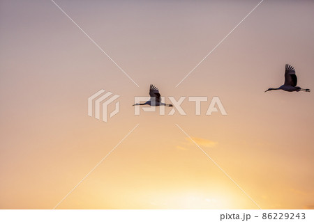 タンチョウ　夕日に飛ぶ　鶴居村 86229243