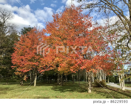 紅葉 紅葉 86229593