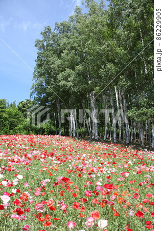 お花畑_富良野 86229905