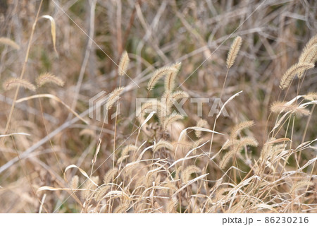 冬のエノコログサ 86230216