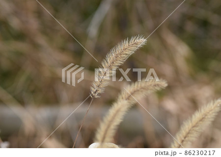 冬のエノコログサ 86230217