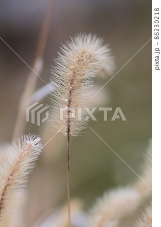 冬のエノコログサ 冬のエノコログサ 86230218