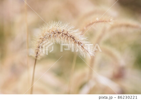 冬のエノコログサ 冬のエノコログサ 86230221