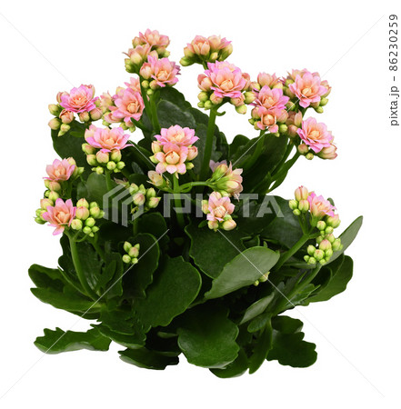 Shrub of pink kalanchoe flowers and green leaves isolated Shrub of pink kalanchoe flowers and green leaves isolated 86230259
