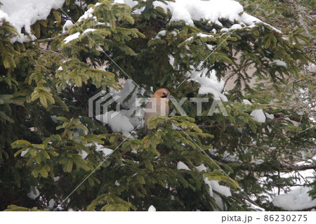 雪を被った松の木のミヤマカケス。 雪を被った松の木のミヤマカケス。 86230275