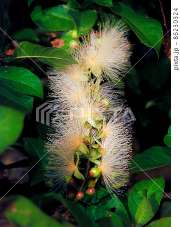 夜に咲くサガリバナ  86230324