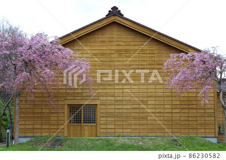 北海道　江差　江差町会所会館と桜 86230582