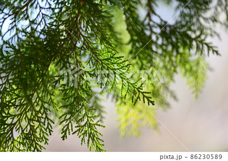 早春のヒノキ（檜）の葉 86230589