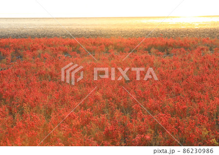 海の紅葉　シチメンソウ群生地　 86230986