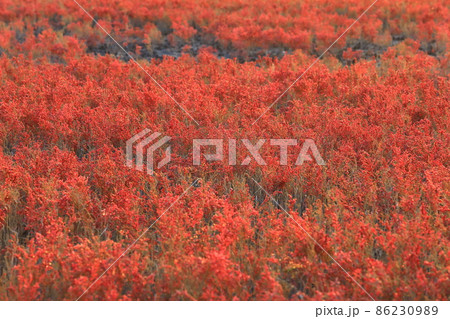 海の紅葉 シチメンソウ群生地 海の紅葉 シチメンソウ群生地 86230989