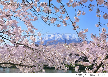 弘前公園の桜 弘前公園の桜 86231357