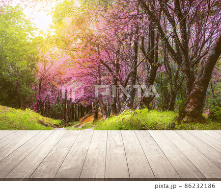 Wood desk mock up product stand with Cherry blossom tree Spring Season concept 86232186