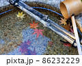 落葉　紅葉 86232229