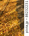 落葉　紅葉 86232231