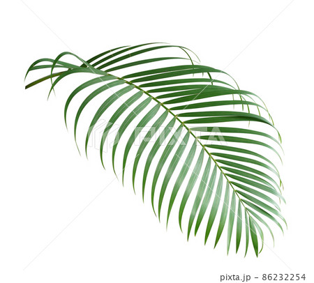 Palm leaf isolate is on white background with clipping path Palm leaf isolate is on white background with clipping path 86232254