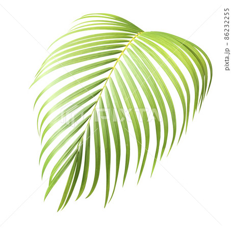 Palm leaf isolate is on white background with clipping path, mobile quality Palm leaf isolate is on white background with clipping path, mobile quality 86232255