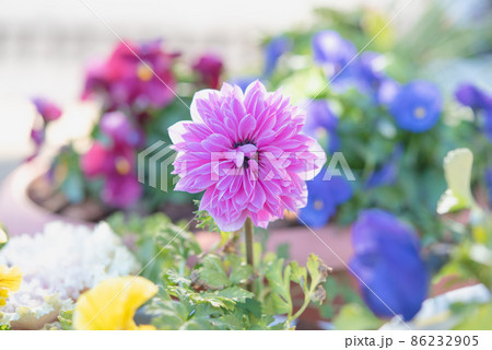 紫色のアネモネ 八重咲き ポルトダブル 紫色のアネモネ 八重咲き ポルトダブル 86232905