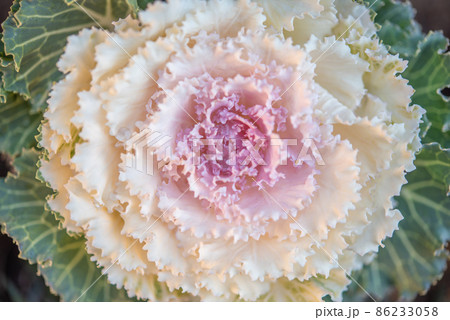 グラデーションが美しい白と紫色の葉牡丹 クローズアップ 86233058