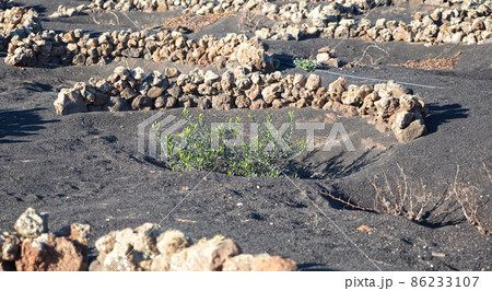Dusty landscape, the grapevines on Lanzarote island Dusty landscape, the grapevines on Lanzarote island 86233107