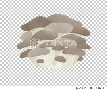 牡蠣蘑菇 86233611