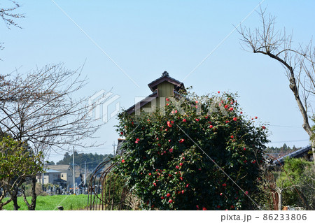 我家からの眺め 2021年春 #23 我家からの眺め 2021年春 #23 86233806