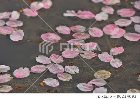 水際の桜の散り際につきものの花筏をアップで 86234093