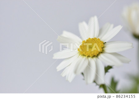 ノースポール 86234155