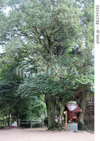 ご神木のゆひめ椿と湯姫大明神社【玉作湯神社】/島根県松江市 ご神木のゆひめ椿と湯姫大明神社【玉作湯神社】/島根県松江市 86234202