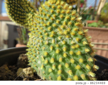 Fat plant Fat plant 86234469