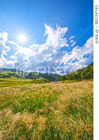 夏　高原　砥峰高原　ススキ　すすき　砥峰高原のすすき　旅 86234585