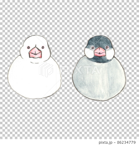 爪哇麻雀正面 86234779