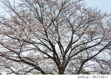我家からの眺め 2021年春 #44 我家からの眺め 2021年春 #44 86234817