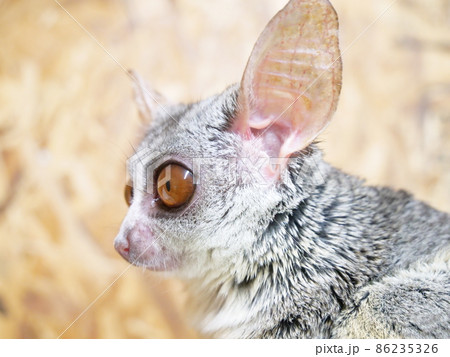 ショウガラゴ 86235326